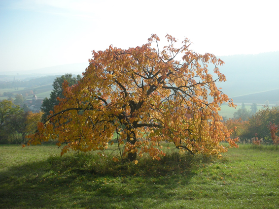 baum